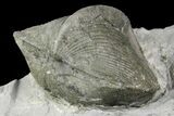 Pyrite Replaced Brachiopod (Paraspirifer) Fossil on Shale - Ohio #136656-2
